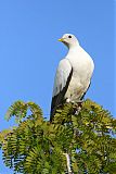 Torresian Imperial-Pigeon